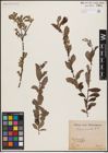Foto von Salix aurita L.